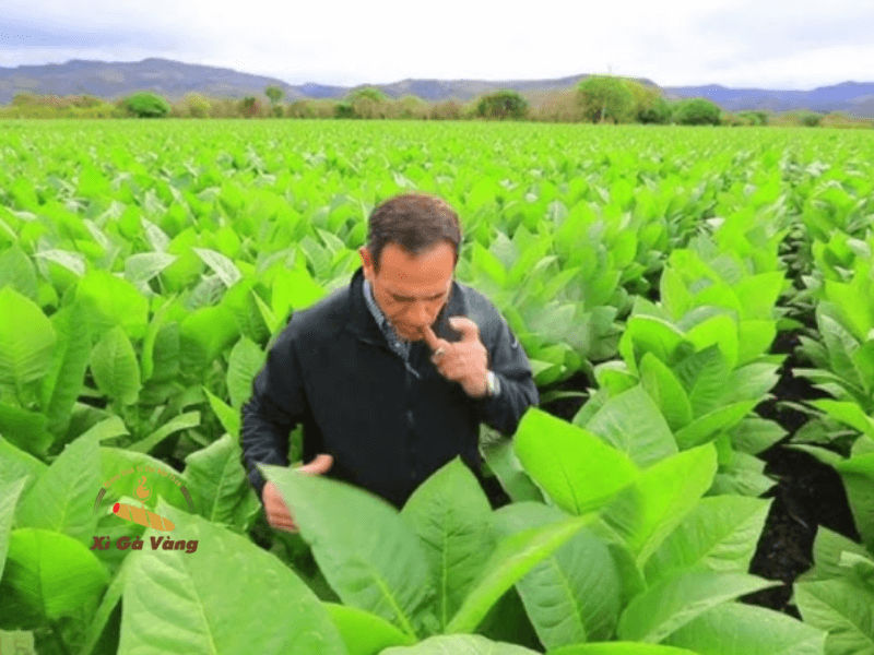 Tại sao độ ẩm lại quan trọng với xì gà?